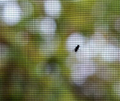 Insektenschutz mit Stil durch Fliegengitter für Designliebhaber