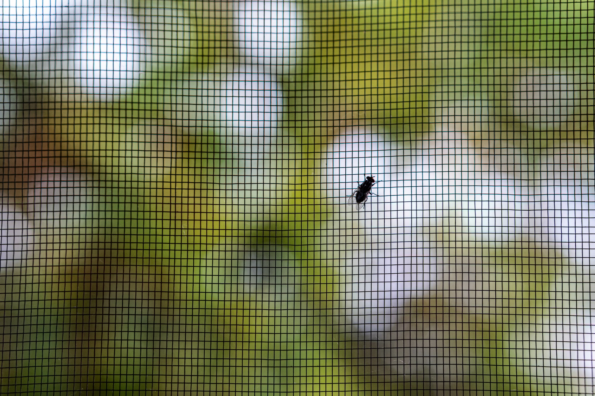 Insektenschutz mit Stil: Fliegengitter für Designliebhaber Insektenschutz mit Stil: Fliegengitter für Designliebhaber